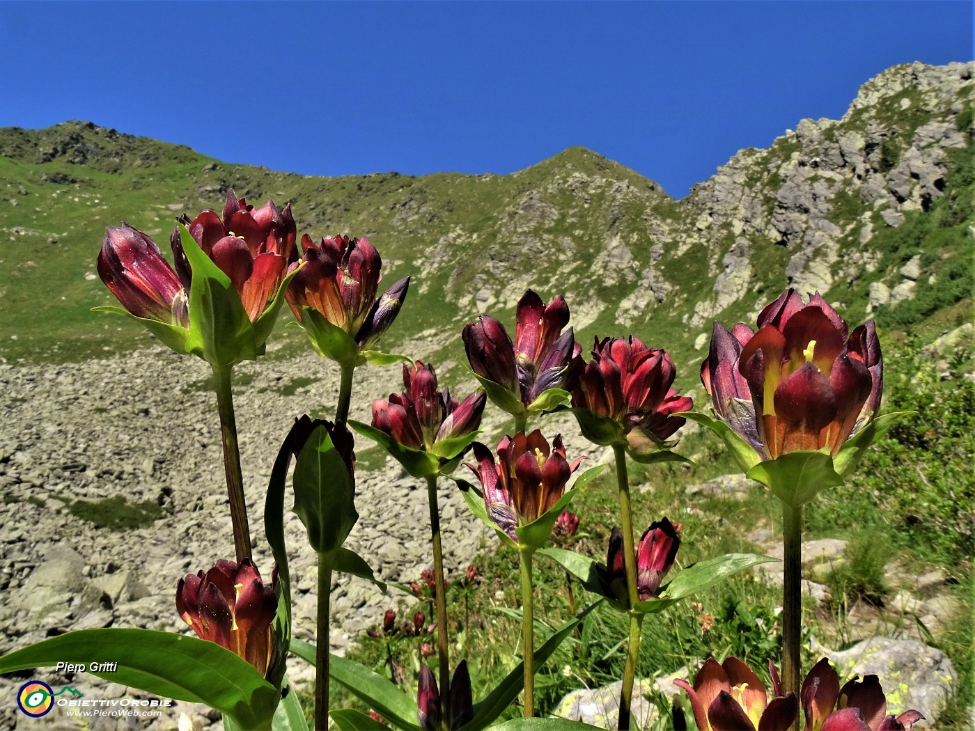 63 Gentiana pupurea (Genziana porporina) con vista in Tartano-Azzaredo .JPG